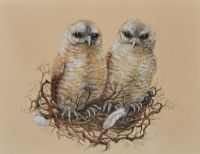 YOUNG TAWNY OWLS by Lesley Anne Ivory at Ross's Online Art Auctions