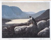 PEREGRINE, DUBH LOCH by Julian Friers RUA at Ross's Online Art Auctions