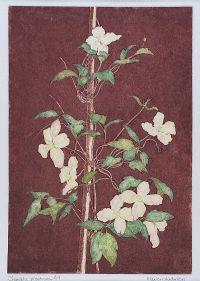CLEMATIS, MONTANA by Marion Anderson at Ross's Online Art Auctions
