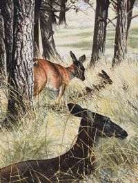 DEER IN THE WOODS by B. Arneill at Ross's Online Art Auctions