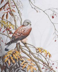 STUDY OF A HAWK by William Stevenson at Ross's Online Art Auctions