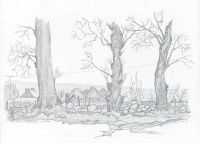 ASH TREES AT STRADREAGH, COUNTY DERRY by Ian Bruce Marr at Ross's Online Art Auctions