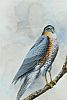 FALCON by Edward McNulty at Ross's Online Art Auctions